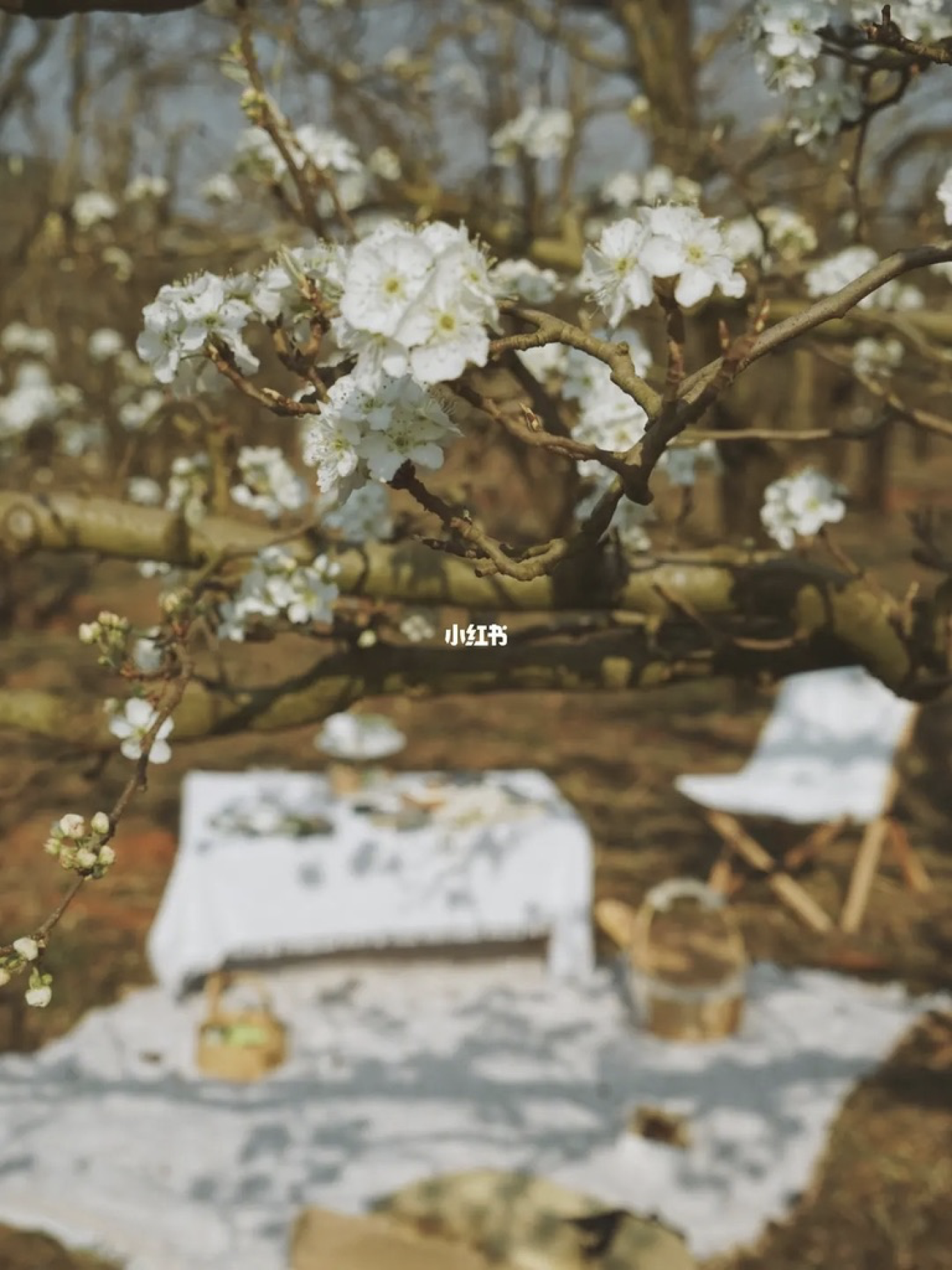 梨花节